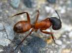 Ant.jpg
