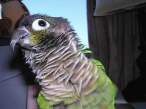 Parrot.jpg