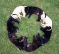 Circle.jpg