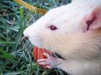Rat.jpg