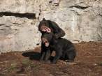 Wild Bears.jpg