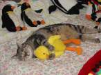Duck.jpg