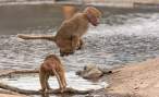 Jumping monkey.jpg
