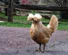 Chicken.jpg