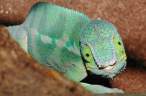 Lizzard.jpg
