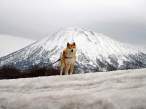 Wolfie.jpg