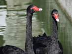 Black swan.jpg