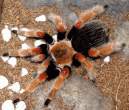 Deadly Spider.jpg