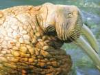 Walrus.jpg