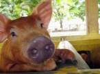 Pig.jpg