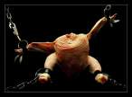 Chicken.jpg
