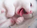Kitty.jpg