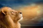 Lion.jpg