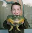 frog.jpg