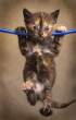 Kitty.jpg