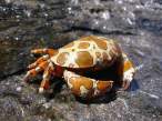 Crab.jpg