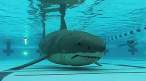 Shark.jpg