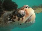 Turtle.jpg