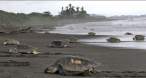 Turtles.jpg