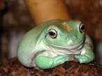 Frog.jpg