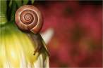 Snail.jpg