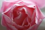 Rose.jpg