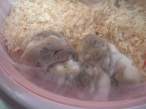 Hamsters.jpg