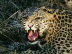 Leopard,_Amazon_Jungle.jpg
