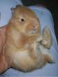 Cutest wabbit ever.jpg