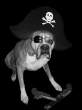 Pirate.jpg