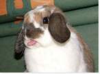 Wabbit.jpg