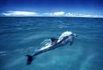 Dolphin.jpg