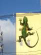 Lizzard.jpg