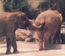 ELEPHANT BUTTSNIFF.jpg