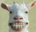 Like My Teeth.jpg