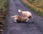 Sucking Sheep.jpg