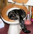 Cat Hangover.jpg