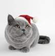 New year kitty.jpg