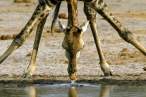 Giraffe.jpg