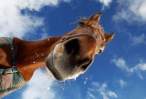 Horse.jpg