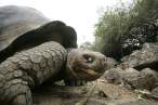 Tortise.jpg