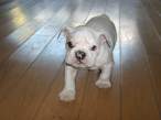 Puppy.jpg