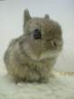 Tiny wabbit.jpg