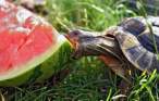 Turtle.jpg