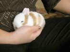 Wabbit.jpg