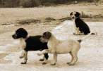 Puppies.jpg