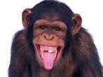 Monkey.jpg