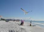 Gulls.jpg