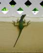 Lizzard.jpg