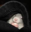 Hamster.jpg